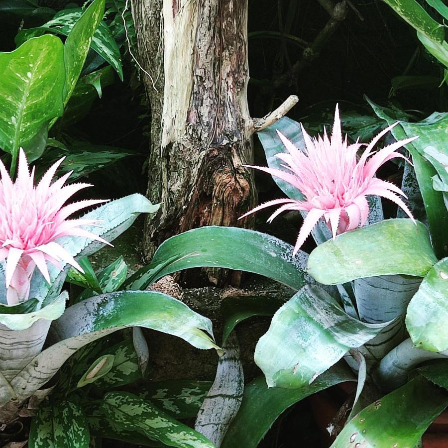 Recanto Toca Das Plantas De Ilhabela II エクステリア 写真