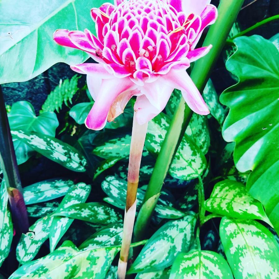 Recanto Toca Das Plantas De Ilhabela II エクステリア 写真