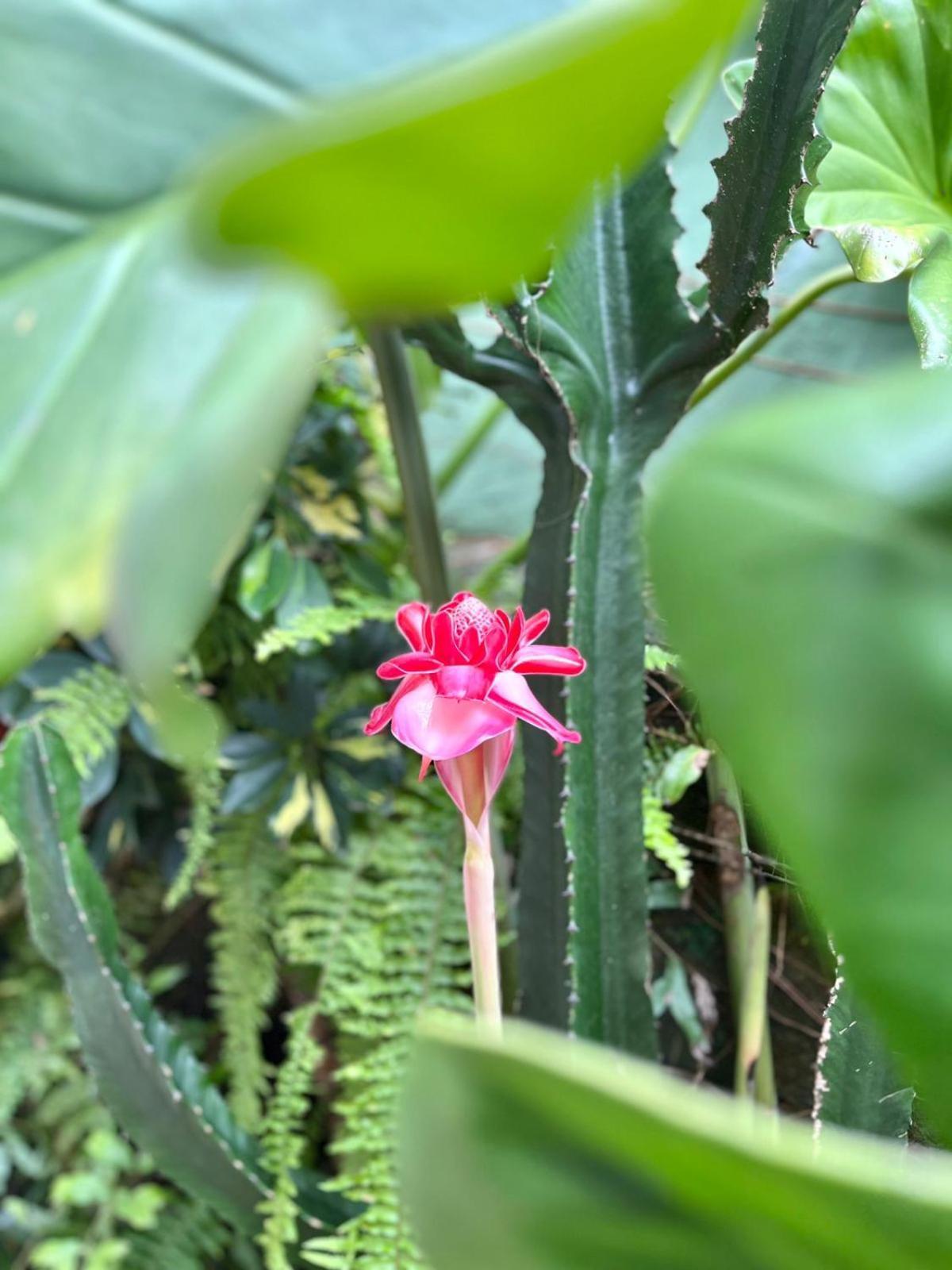 Recanto Toca Das Plantas De Ilhabela II エクステリア 写真