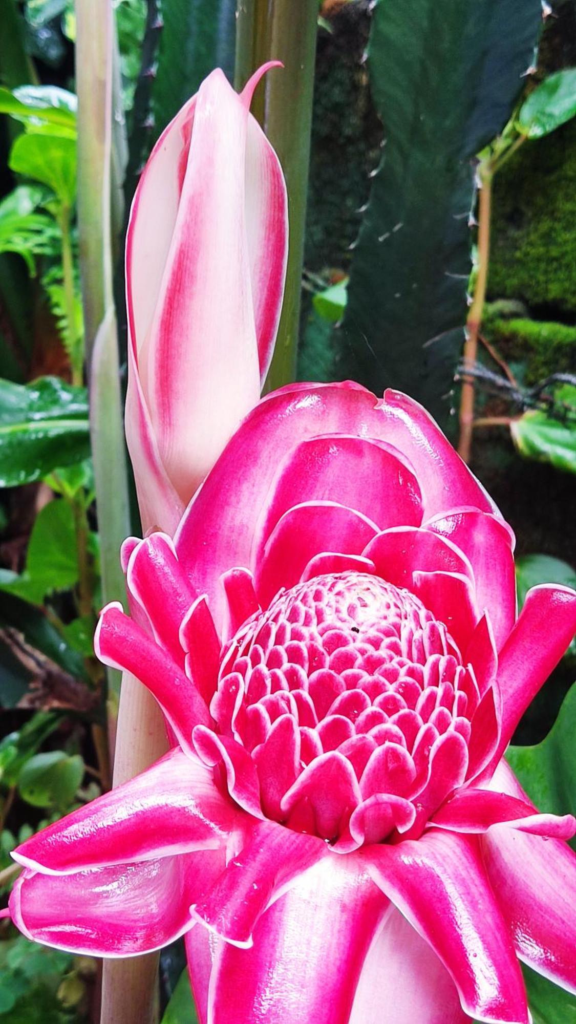 Recanto Toca Das Plantas De Ilhabela II エクステリア 写真