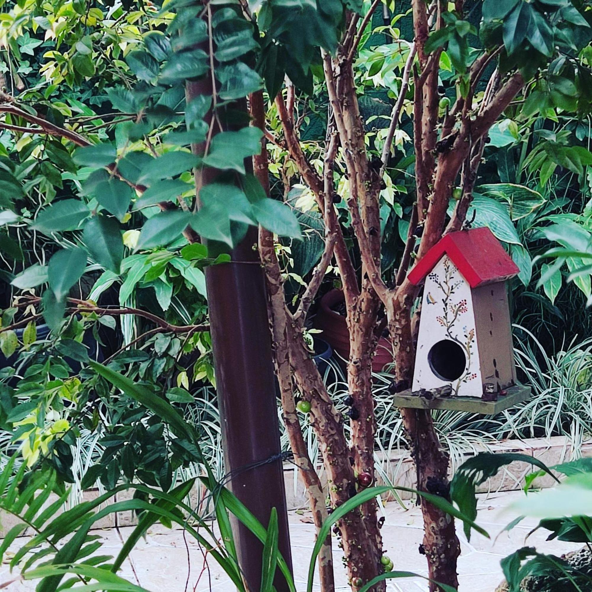 Recanto Toca Das Plantas De Ilhabela II エクステリア 写真